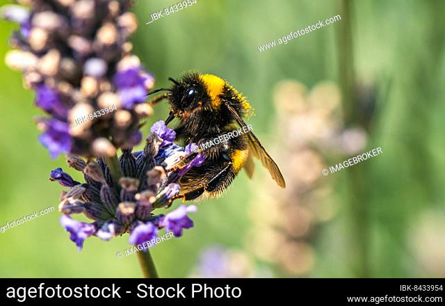 Buff-tailed Bumblebee (Bombus terrestris) on lavender flowers