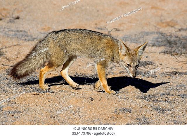 Grey Zorro, Patagonian Fox, South American Gray Fox (Dusicyon griseus, Pseudalopex griseus). Adult walking in the desert