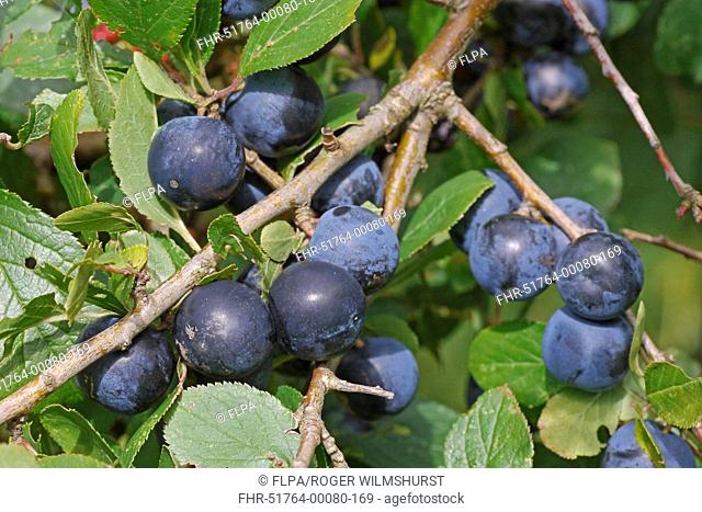Blackthorn Prunus spinosa close-up of berries, West Sussex, England, september