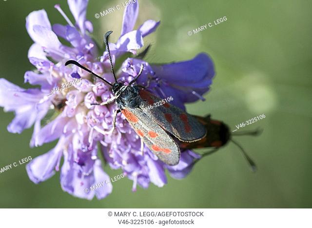 Slender Scotch Burnet, Zygaena loti. Blackish moth with red spots. Wingspan 25-35mm. Flight: June-August. Day-flying moth that inhabits dry scrubland