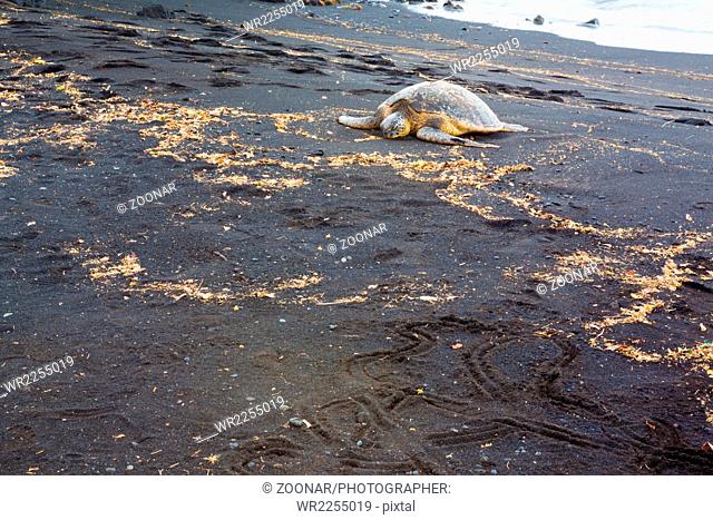 Green sea turtle resting on a volcanic black sand beach