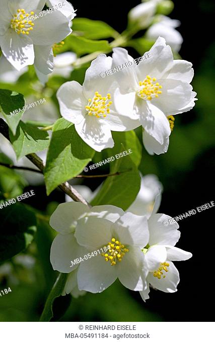 Jasmin's blossom (Jasminum officinale)