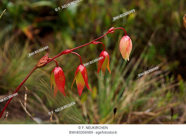 sun pitcher (Heliamphora spec.), inflorescence, Venezuela, Canaima National Park, Roraima Tepui