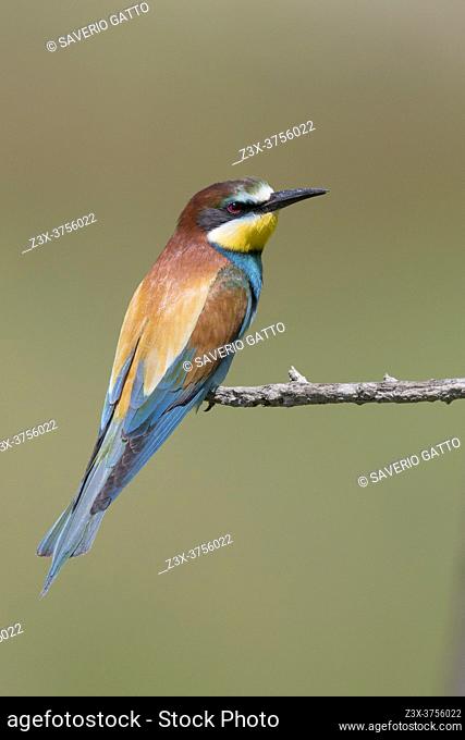 European Bee-eater (Merops apiaster), side view of an adult perched on a branch, Basilicata, Italy