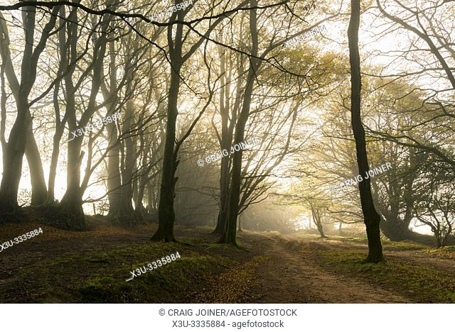 Trees in a misty autumn morning at Drove Road in the Quantock Hills near Crowcombe, Somerset, England