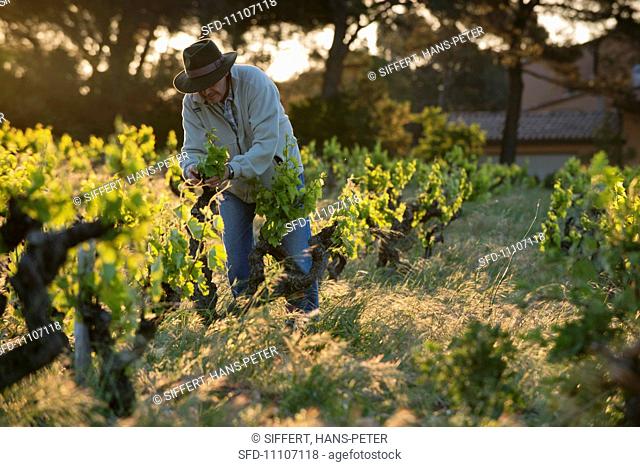 A winegrower breaking out young shoots in the early morning a the le Pic des Combettes winery