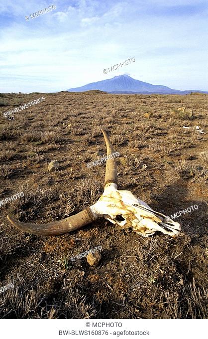 skull on a plain in front of Mount Meru, Tanzania