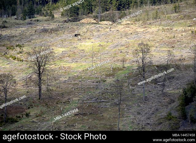 clear cut mountain after bark beetle infestation in Thuringian forest