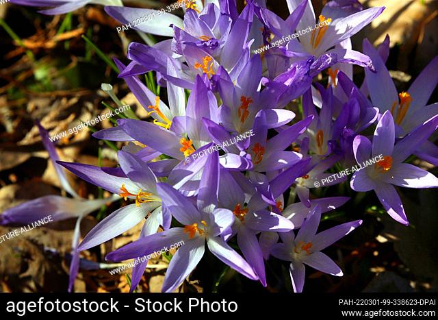 01 March 2022, Berlin: Colorful calyxes of crocuses have opened at temperatures around six degrees Celsius and bright sunshine