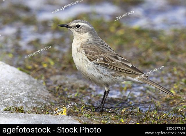 Water Pipit (Anthus spinoletta), side view of an adult standing on the ground. , Abruzzo, Italy