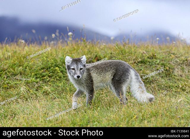 Young Arctic fox (Vulpes lagopus) or ice fox, Möðrudalur, Austurland, Iceland, Europe