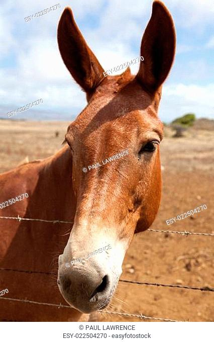 The Mule Look