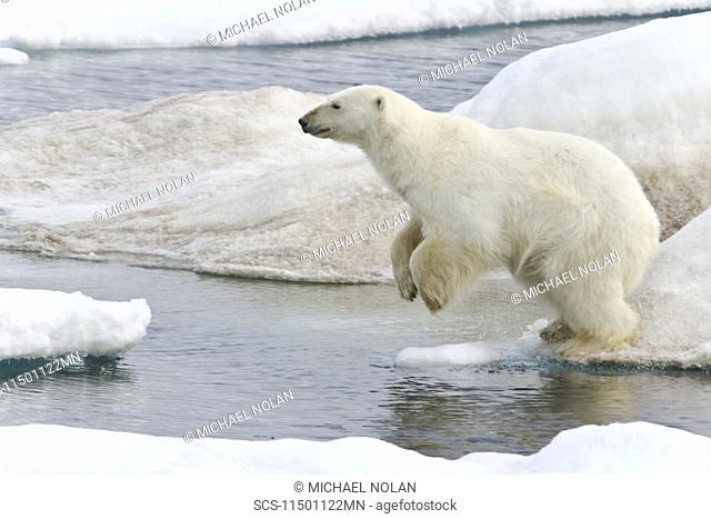 A young polar bear Ursus maritimus leaping from floe to floe on multi-year ice floes in the Barents Sea off the eastern coast of Edgeÿya Edge Island in the...