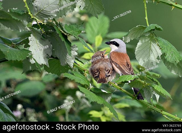 Red-backed Shrike ( Lanius collurio ), adult male with young chick, sitting next to each other in a blackberry bush, fledgling is begging for food, wildlife