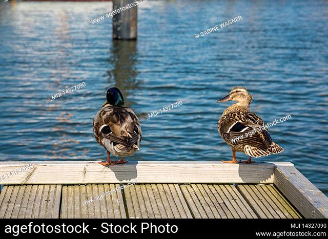 Two ducks on a wooden dock at the harbor