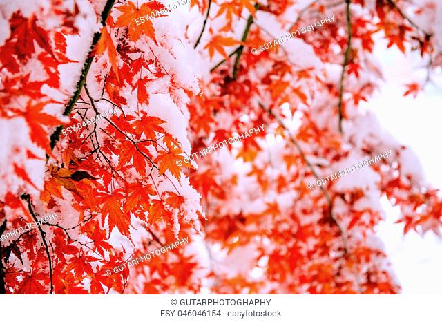 Red fall maple tree covered in snow, South Korea