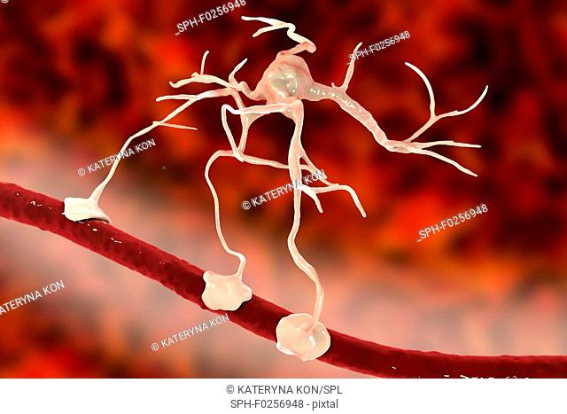 Astrocyte and blood vessel, computer illustration. Astrocytes, brain glial cells, also known as astroglia, connect neuronal cells to blood vessels and provide...