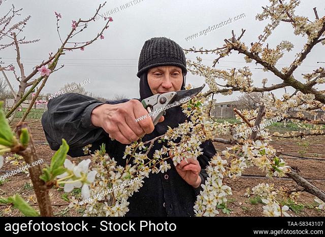 RUSSIA, KHERSON REGION - APRIL 10, 2023: A nun prunes a tree at St Nicholas Convent in the village of Blagodatnoye. In the run-up to the Christian holiday of...