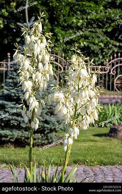 Yucca growing in the garden, a flowering plant with white flowers for decorative garden decoration