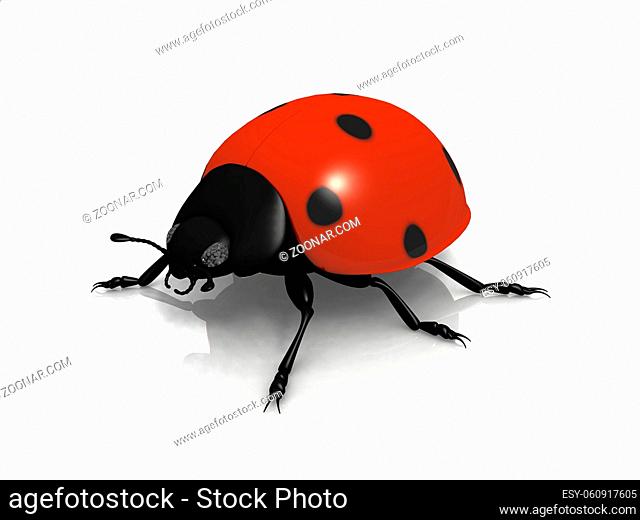 the ladybug on white background