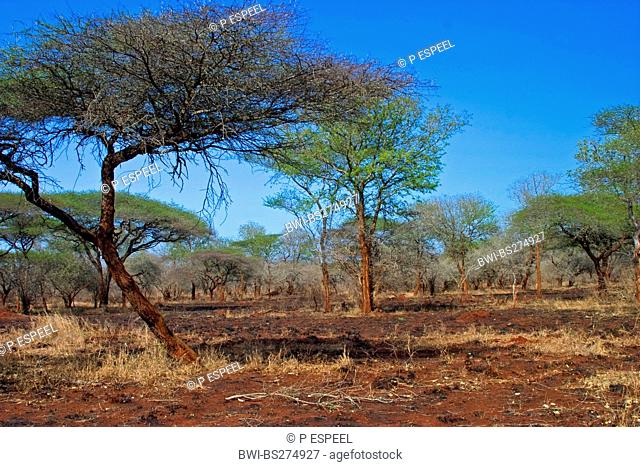 Burned Acacia bushveld, South Africa, Kwazulu-Natal, Ndumo Game Reserve