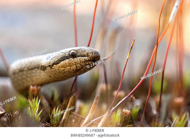 smooth snake Coronella austriaca, creeping over moss flicking, Germany, Rhineland-Palatinate