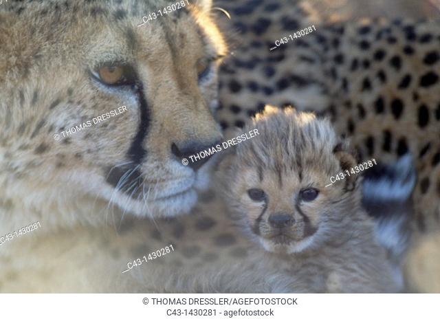 Cheetah Acinonyx jubatus - Female with 19 days old male cub  Photographed in captivity on a farm  Namibia