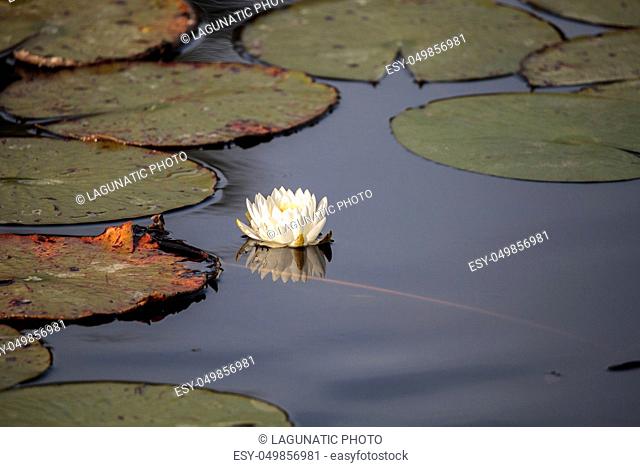 Water lily flower on top of a marsh in Naples, Florida