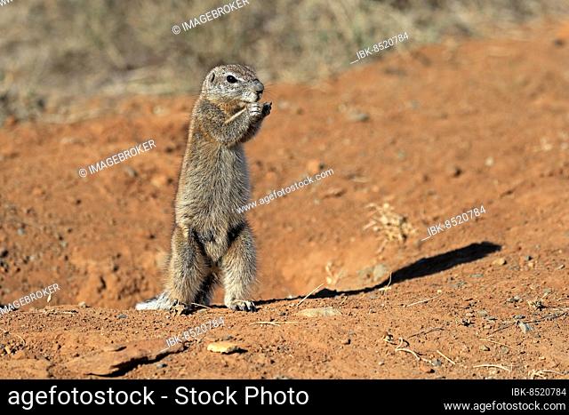 Cape ground squirrel (Xerus inauris), adult, female, alert, standing upright, feeding, Mountain Zebra National Park, Eastern Cape, South Africa, Africa