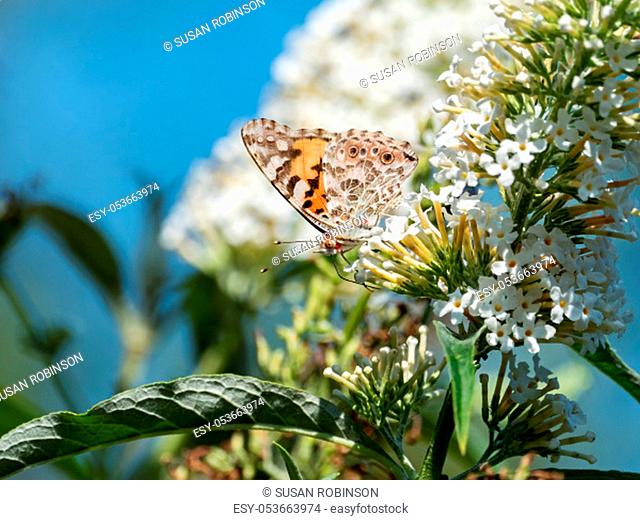 Painted Lady butterfly with harmless red mite infestation