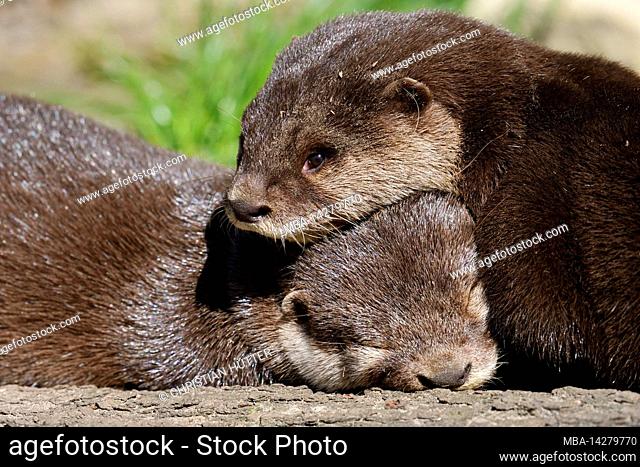 Dwarf or short-clawed otter (Aonyx cinerea), adult, animals sleeping, Asia