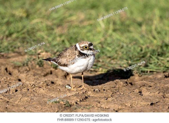 Little ringed Plover male in late summer plumage, Charadrius dubius