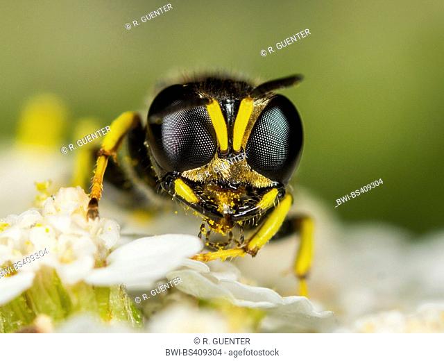 digger wasp (Ectemnius lapidarius), Common Yarrow (Achillea millefolium), Germany