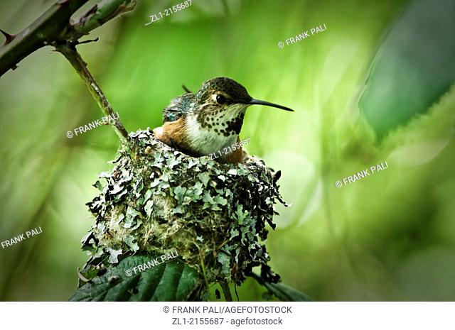 Roofus humming bird sitting on her nest with two babies below her. You can see one small beek sticking up on the left