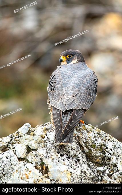 Magnificent peregrine falcon, falco peregrinus, standing on rock in spring nature from rear view. Majestic bird of prey looking to the camera over shoulder