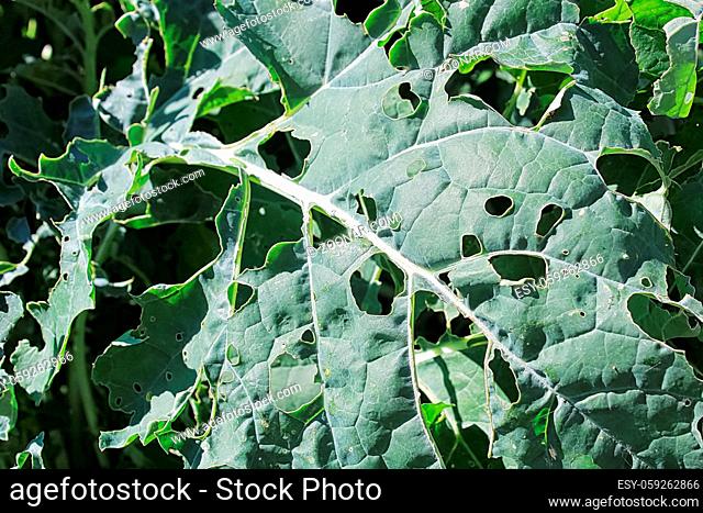 Cabbage Moth damage seen on broccoli leaves