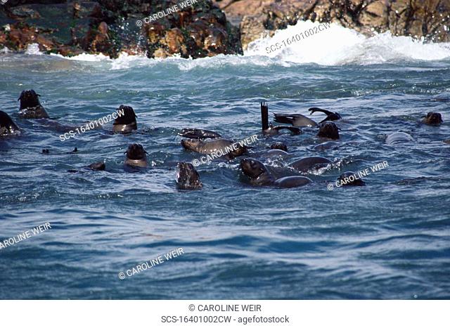 Cape fur seals Arctocephalus pusillus at Dyer Island colony, resting and socialising in the water close to Dyer Island, South Africa