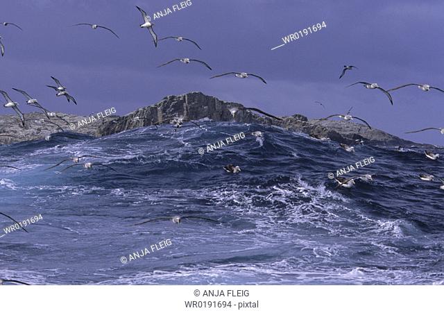 Salvinvs Albatross Diomedea Cauta Salvini getting attracted by squid Bounty Islands, Subantarctic New Zealand