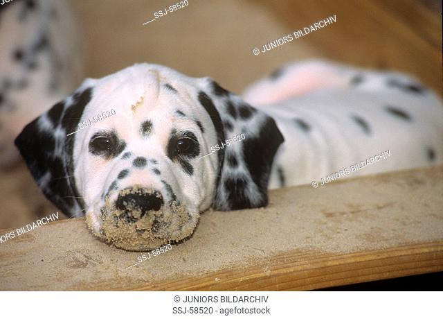 Dalmatian dog - puppy in sandbox