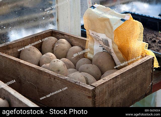 Potato (Solanum tuberosum) variety 'Maris Piper', seed tubers in wooden box, in garden greenhouse, cuttings, Lancashire, England, United Kingdom, Europe