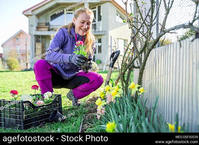 Smiling woman planting ranunculus flowers in garden outside house