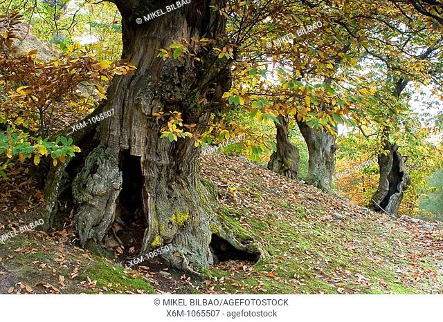 Chestnut Castanea sativa  Las Medulas UNESCO World Heritage Site  El Bierzo region  Leon province  Castile and Leon  Spain  Europe