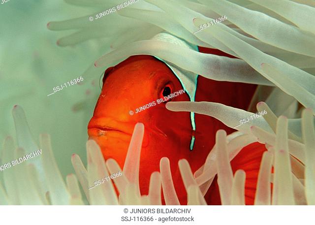 Spinecheek clownfish, Premnas aculeatus