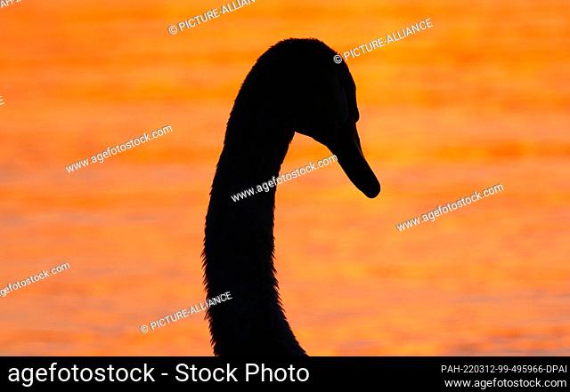 11 March 2022, Berlin: 11.03.2022, Berlin. A mute swan (Cygnus olor) stands on the shore of Wannsee at sunset in the last light of the evening sun