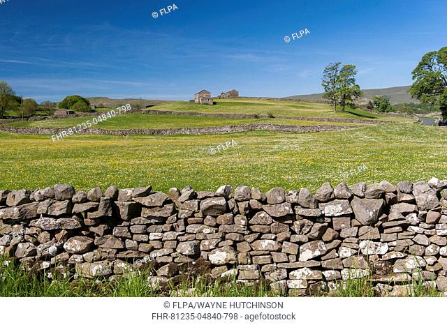 View of drystone walls and wildflower meadows, near Burtersett, Wensleydale, Yorkshire Dales N.P., North Yorkshire, England, June