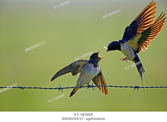 barn swallow (Hirundo rustica), adult bird in flight feeding a fledged young bird on a barbwire, Germany