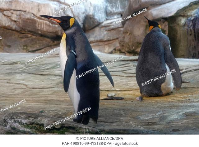 09 August 2019, Berlin: The gay king penguins Skipper and Ping in their zoo enclosure. The two penguin men behaved like exemplary parents and warmed the egg...