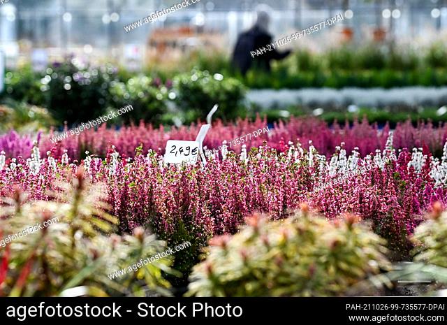 25 October 2021, Brandenburg, Michendorf: Heather plants are offered for sale at Rosengut Langerwisch. On-site plant production is the heart of the Rosengut...