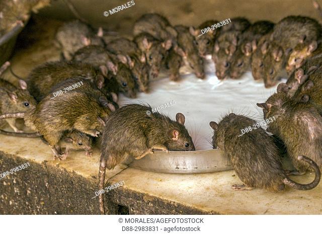 Asia, India, Rajasthan, Deshnok, Rats (reincarnated poets, bards and storytellers) at the Temple of Karni Mata (over 600 years), drink milk offered by pilgrims
