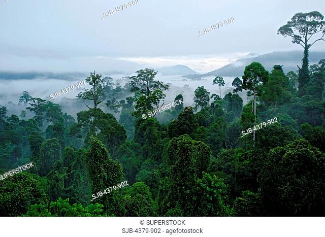 The tropical rain forest canopy at dawn, in the Maliau Basin, Sabah, Borneo, East Malaysia